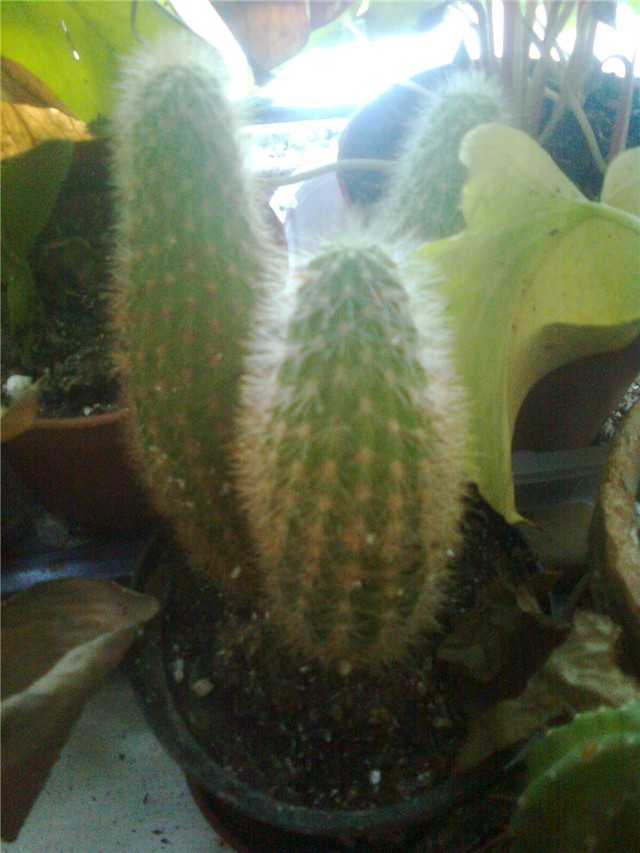 cereus mali